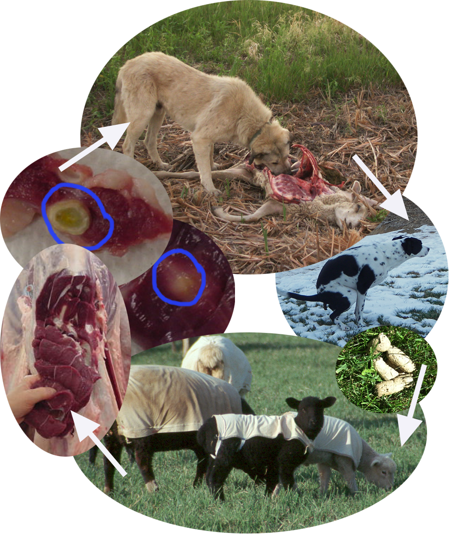 Ovine Cysticercosis life cycle